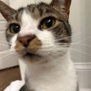 Meet your Posher, Posh Mom